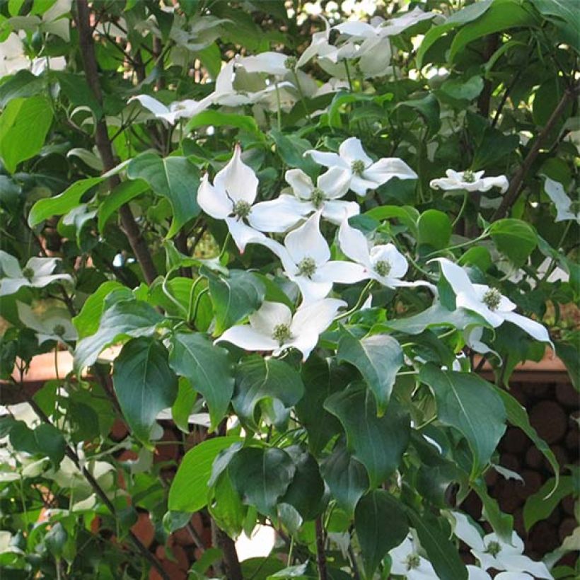 Corneiro-do-japão Cappuccino - Cornus kousa (Floração)