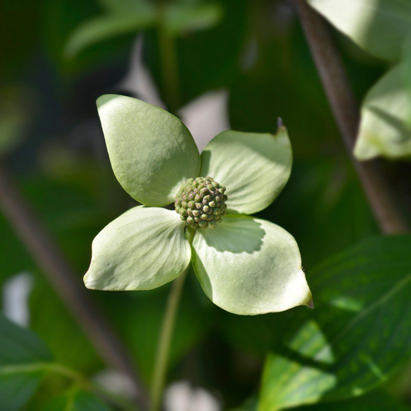 Corneiro-do-japão China Girl - Cornus kousa (Floração)