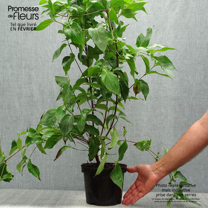 Amostra de Corneiro-do-japão Chinensis - Cornus kousa Vaso de 3 L/4 L tal como entregue no outono