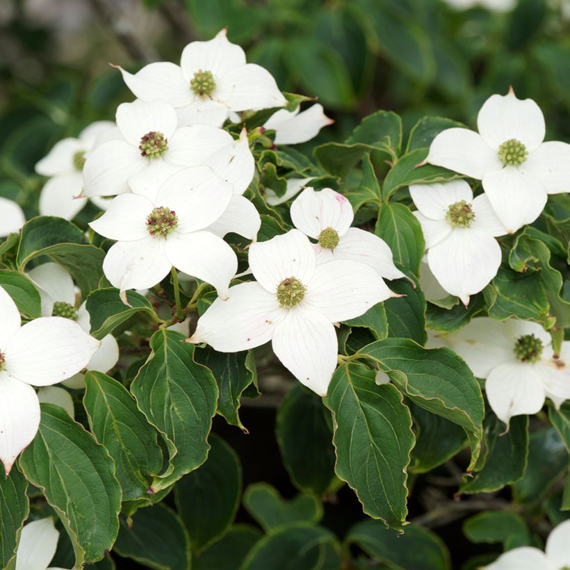 Corneiro-do-japão Chinensis - Cornus kousa (Floração)