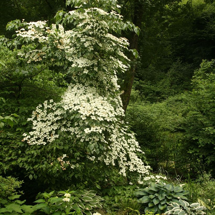 Corneiro-do-japão Chinensis - Cornus kousa (Hábito)
