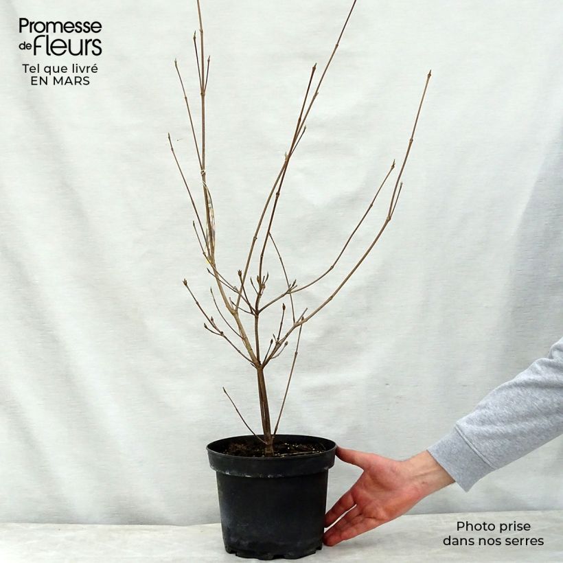 Amostra de Corneiro-do-japão Copacabana - Cornus kousa Vaso de 4 L/5 L tal como entregue na primavera