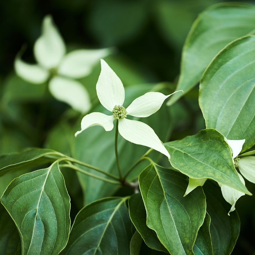 Corneiro-do-japão - Cornus kousa (Folhagem)