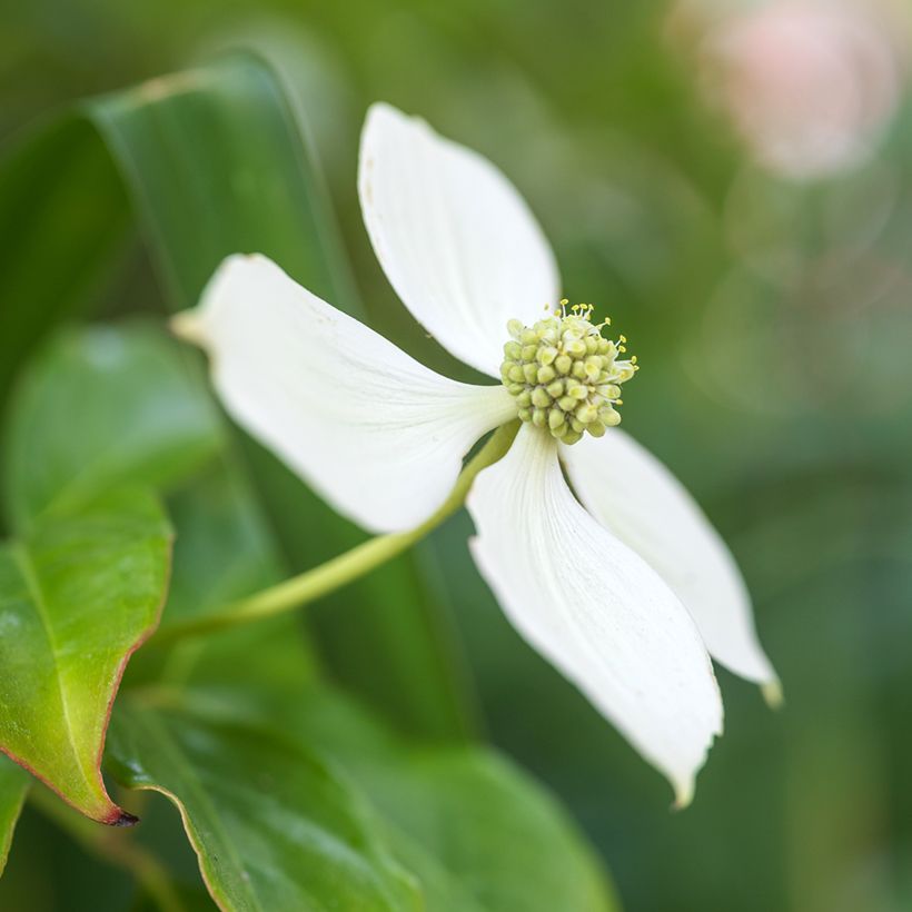 Corneiro-do-japão - Cornus kousa (Floração)