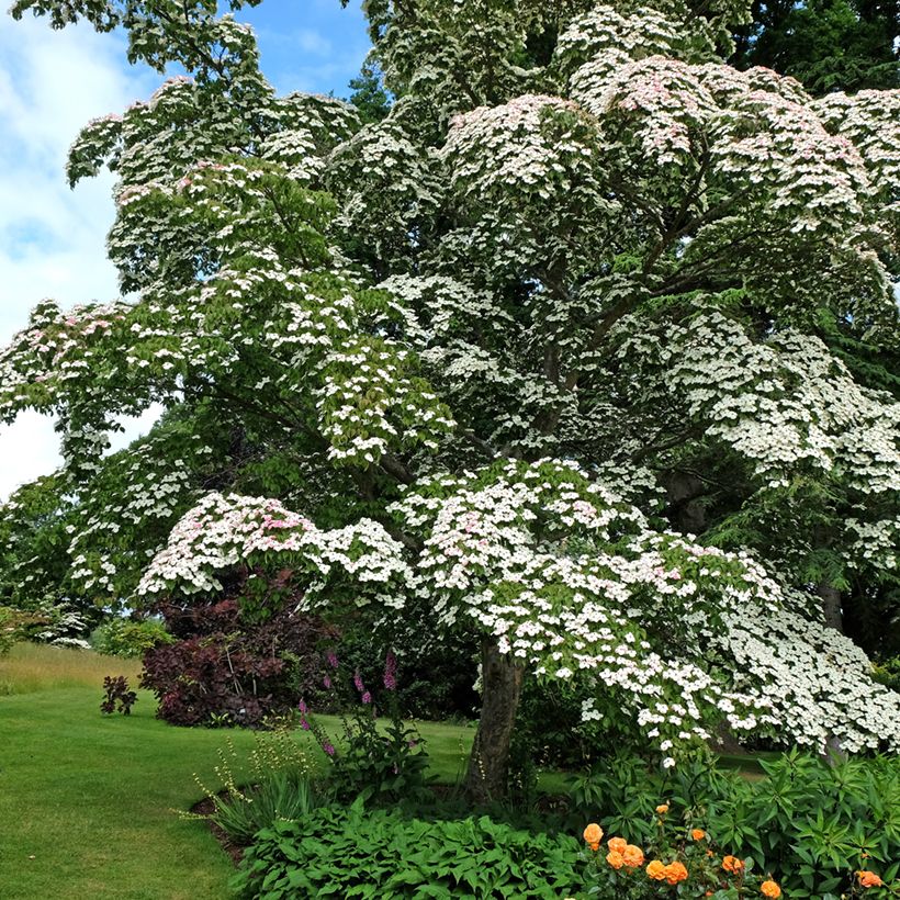 Corneiro-do-japão - Cornus kousa (Hábito)