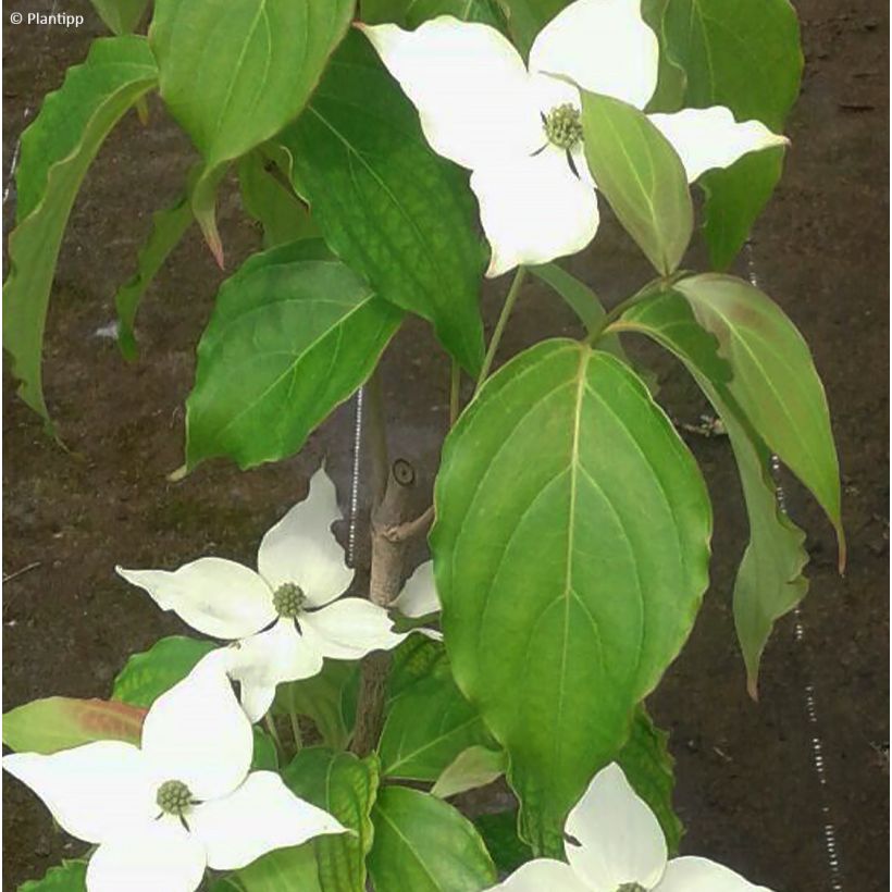 Corneiro-do-japão Flower Tower - Cornus kousa (Folhagem)