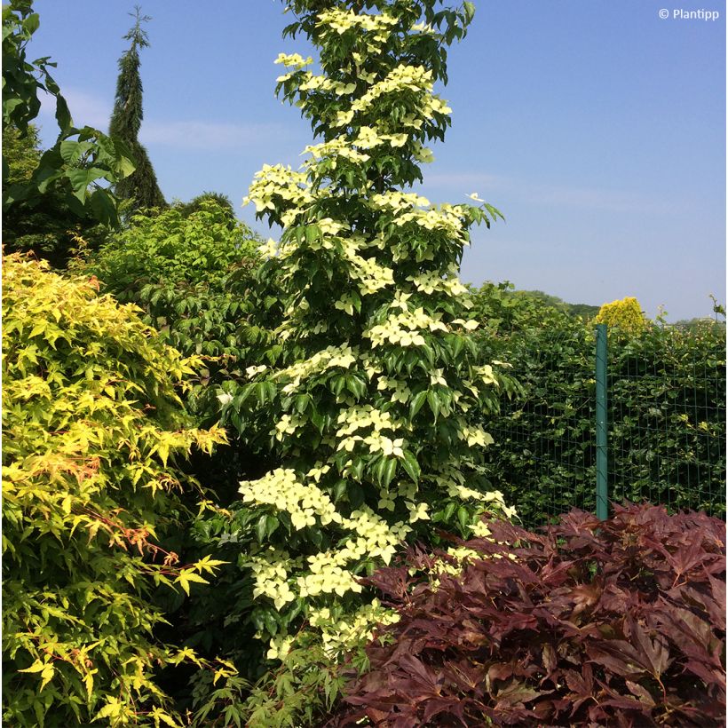 Corneiro-do-japão Flower Tower - Cornus kousa (Hábito)