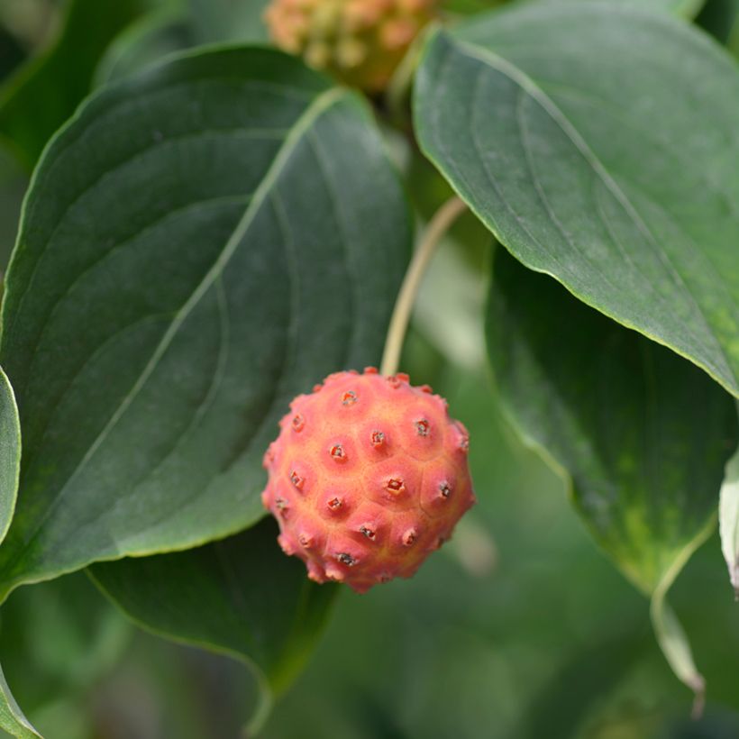 Corneiro-do-japão Galilean - Cornus kousa (Colheita)