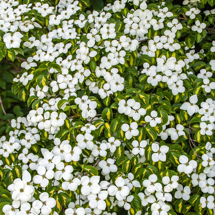 Corneiro-do-japão Gold Star - Cornus kousa (Floração)