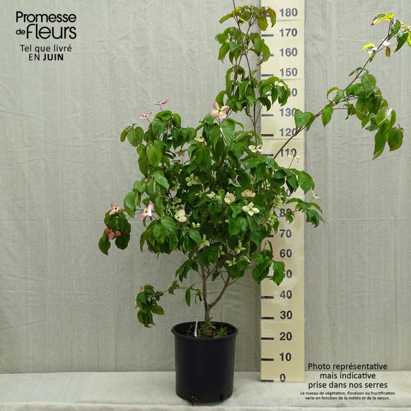 Amostra de Corneiro-do-japão Heart Throb - Cornus kousa Vaso de 18 L/20 L tal como entregue na primavera