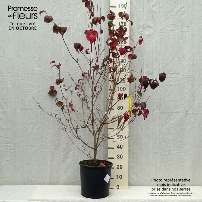 Amostra de Corneiro-do-japão Heart Throb - Cornus kousa Vaso de 18 L/20 L tal como entregue no outono