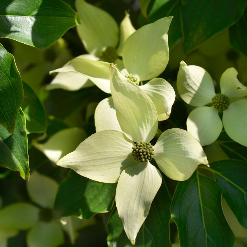 Corneiro-do-japão Robert's Select - Cornus kousa (Floração)