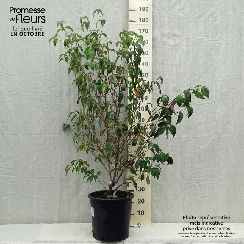 Amostra de Corneiro-do-japão Robert's Select - Cornus kousa Vaso de 20 L/25 L tal como entregue no outono