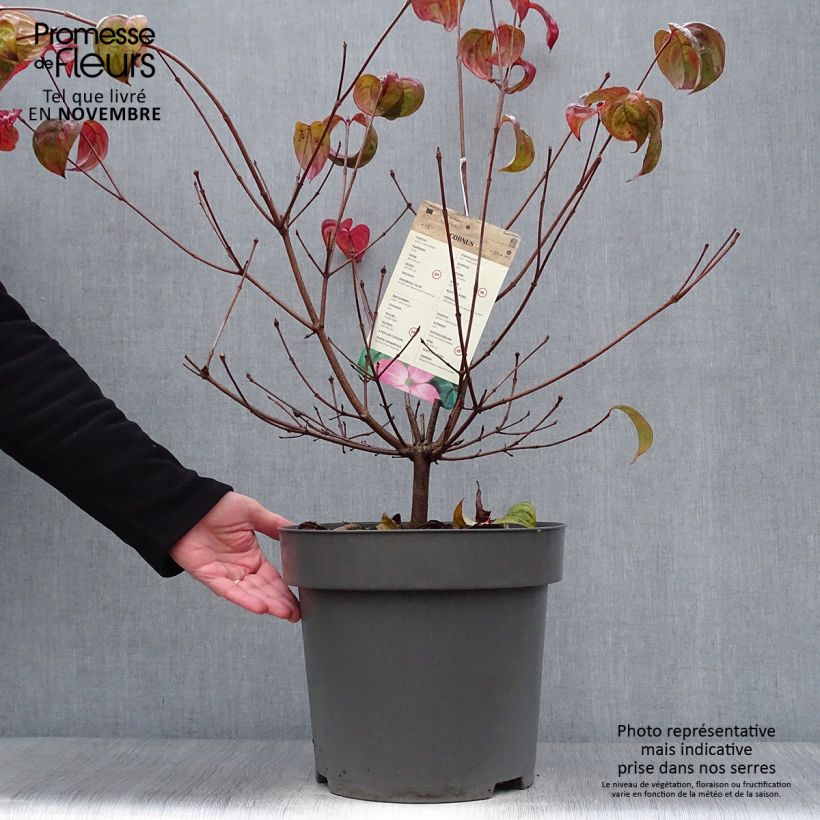 Amostra de Corneiro-do-japão Satomi - Cornus kousa Vaso de 6 L/7 L tal como entregue no outono
