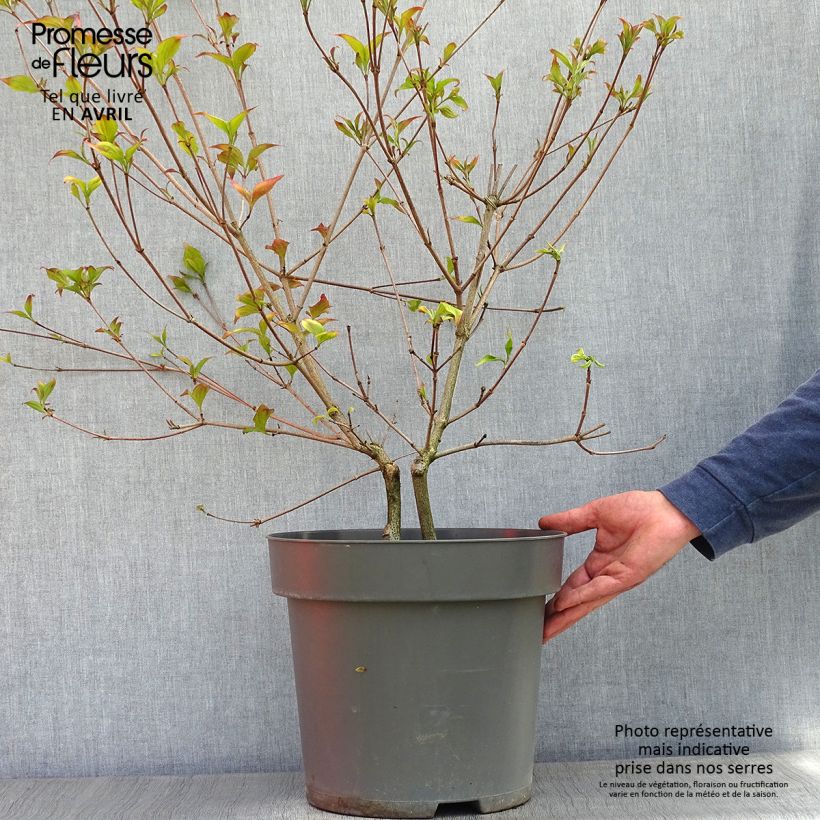 Amostra de Corneiro-do-japão Satomi - Cornus kousa Vaso de 6 L/7 L tal como entregue na primavera