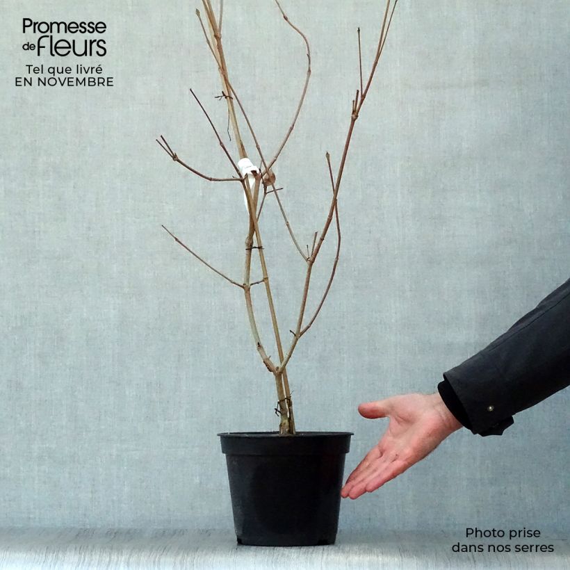 Amostra de Corneiro-do-japão Satomi - Cornus kousa Vaso de 4 L/5 L tal como entregue no outono
