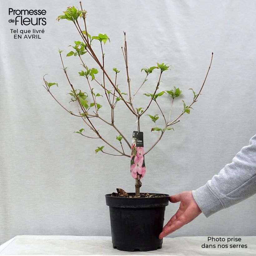 Amostra de Corneiro-do-japão Satomi - Cornus kousa Vaso de 4 L/5 L tal como entregue na primavera