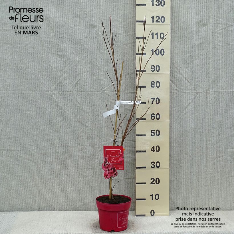 Amostra de Corneiro-do-japão Scarlet Fire - Cornus kousa Vaso de 4 L/5 L tal como entregue no inverno