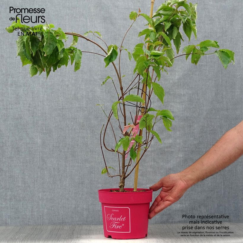 Amostra de Corneiro-do-japão Scarlet Fire - Cornus kousa Vaso de 4 L/5 L tal como entregue na primavera