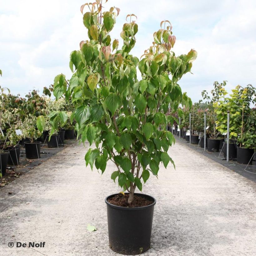 Corneiro-do-japão Schmetterling - Cornus kousa (Hábito)