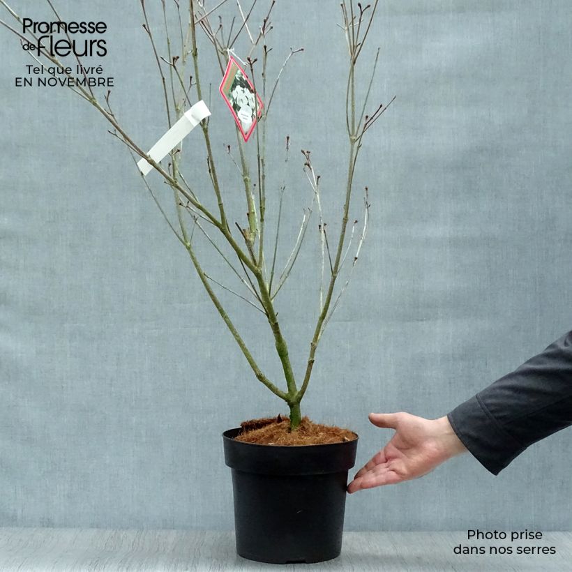 Amostra de Corneiro-do-japão Teutonia - Cornus kousa Vaso de 4 L/5 L tal como entregue no outono
