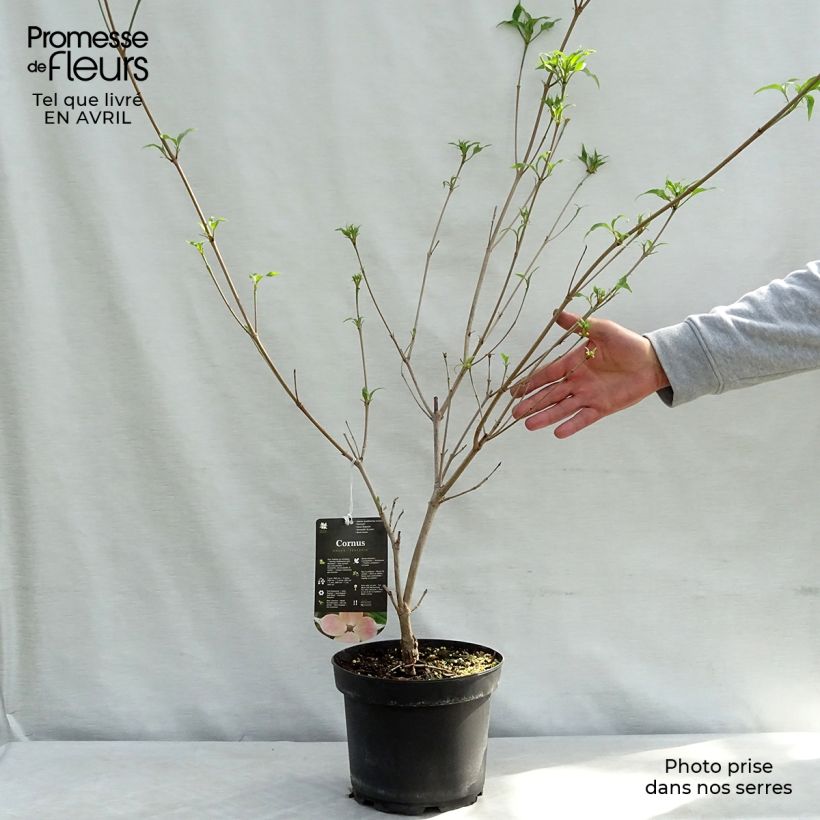 Amostra de Corneiro-do-japão Teutonia - Cornus kousa Vaso de 4 L/5 L tal como entregue na primavera