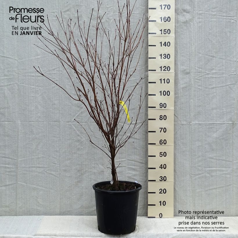 Amostra de Cornus kousa Teutonia Vaso de 12 L/15 L tal como entregue no inverno
