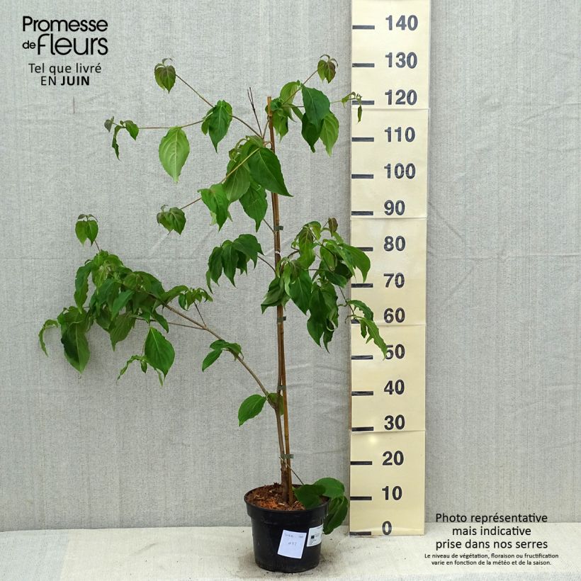 Amostra de Corneiro-do-japão Teutonia - Cornus kousa Vaso de 4 L/5 L tal como entregue no verão