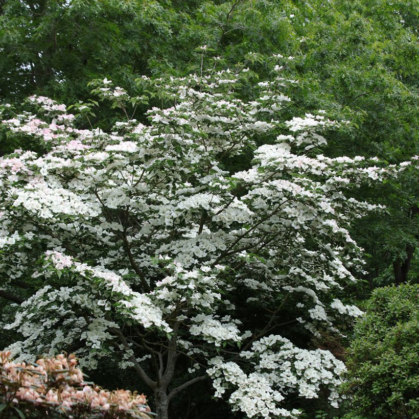 Cornus kousa Venus (Hábito)