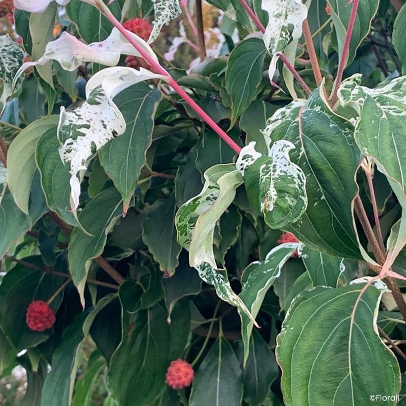 Corneiro-do-japão Watermelon Sugar - Cornus kousa (Folhagem)