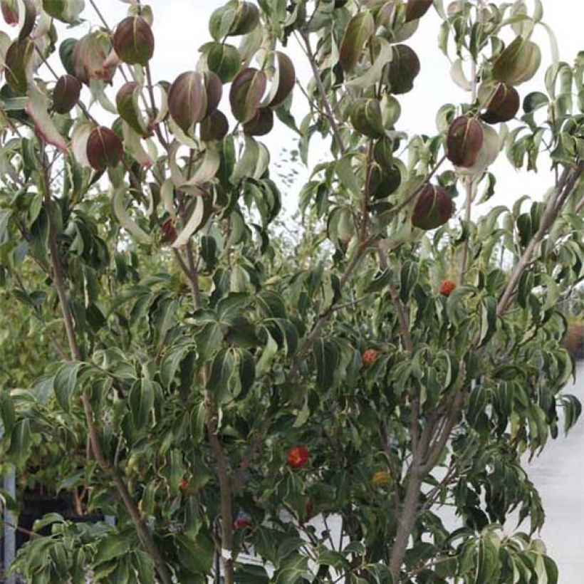 Corneiro-do-japão Weisse Fontaine - Cornus kousa (Folhagem)