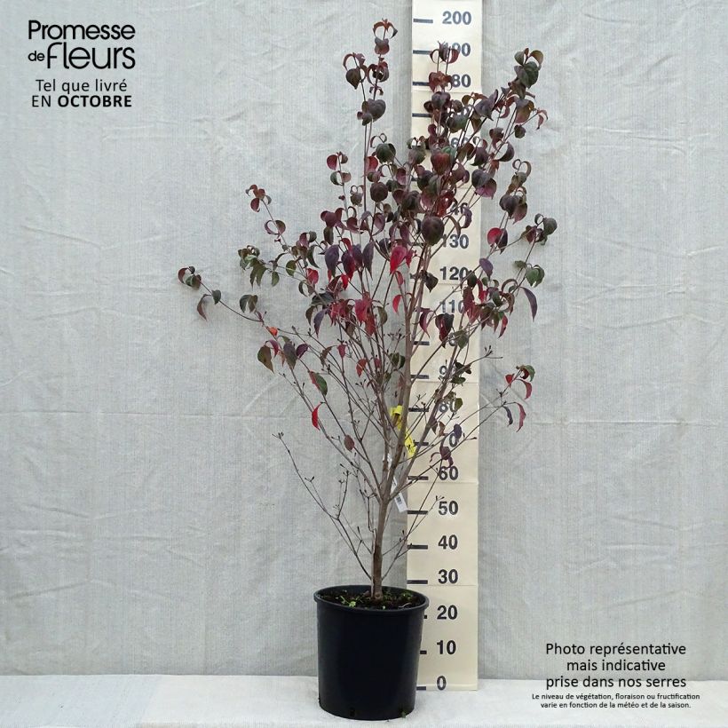 Amostra de Corneiro-do-japão Wieting's Select - Cornus kousa Vaso de 18 L/20 L tal como entregue no outono