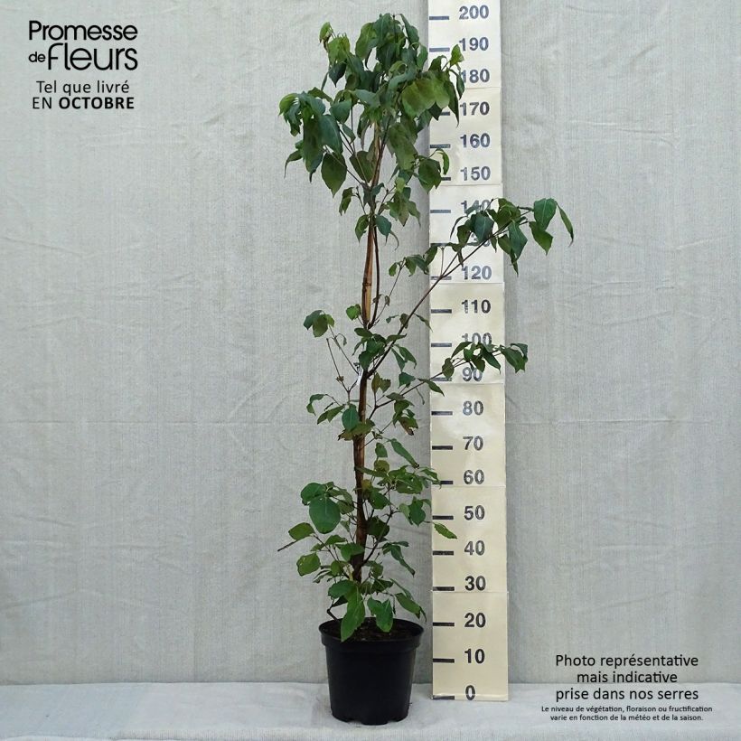 Amostra de Corniso-da-china Great Star - Cornus kousa var. chinensis Vaso de 7,5 L/10 L tal como entregue no outono