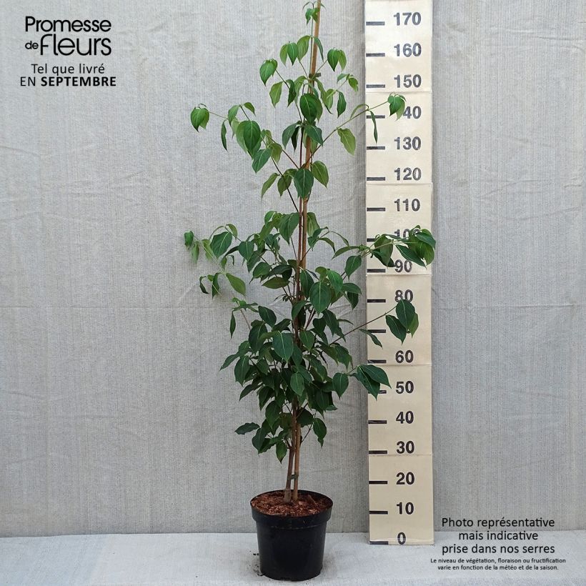 Amostra de Corniso-da-china Great Star - Cornus kousa var. chinensis Vaso de 7,5 L/10 L tal como entregue no verão