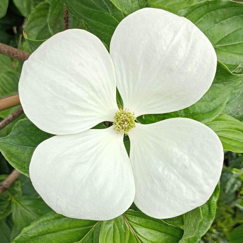 Cornus kousa Venus (Floração)