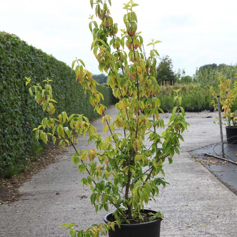 Cerejeira-cornalina Aurea - Cornus mas (Hábito)