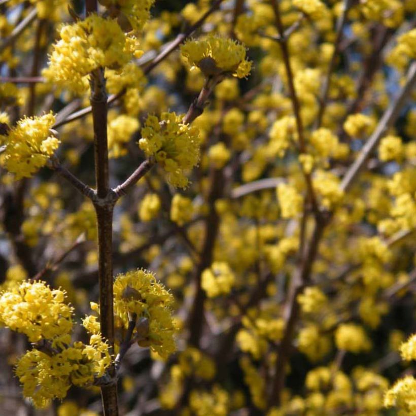 Cerejeira-cornalina Aurea - Cornus mas (Floração)