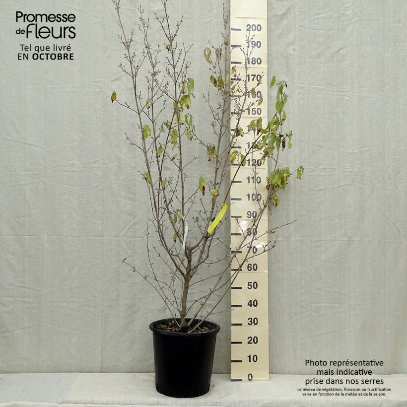 Amostra de Cerejeira-cornalina Aurea - Cornus mas Vaso de 20 L/25 L tal como entregue no outono