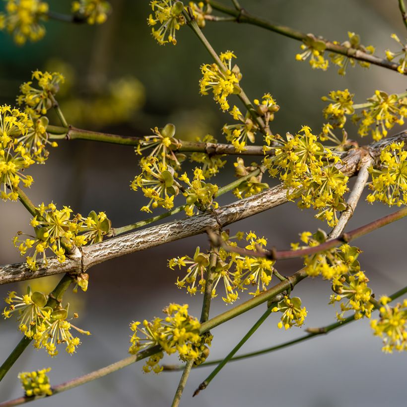 Cerejeira-cornalina Aurea - Cornus mas (Floração)
