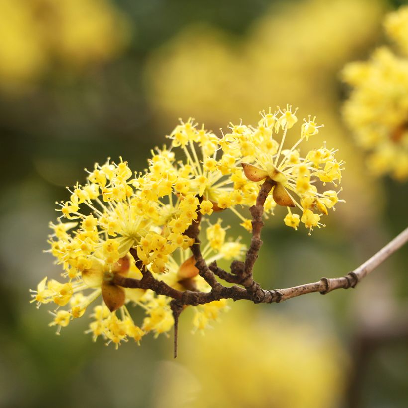 Cornus mas (Floração)