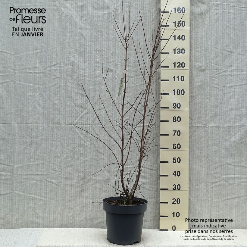Amostra de Cornus mas Vaso de 12 L/15 L tal como entregue no inverno