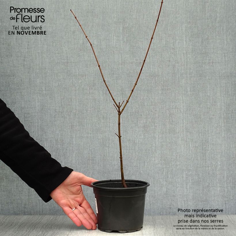 Amostra de Cornus mas Vaso de 2 L/3 L tal como entregue no outono