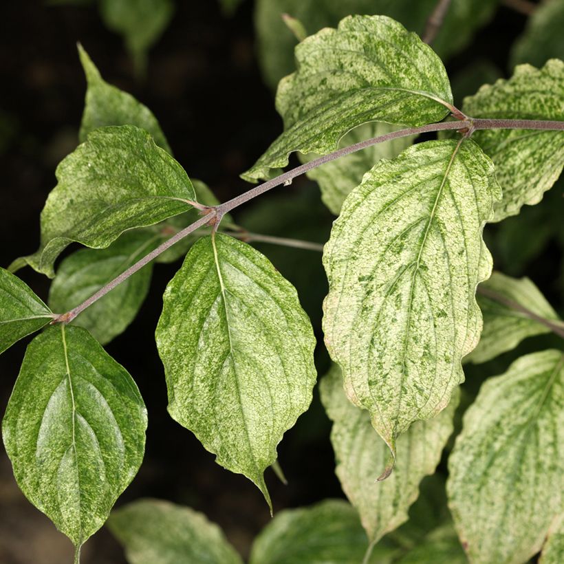 Cerejeira-cornalina Happy Face - Cornus mas (Folhagem)