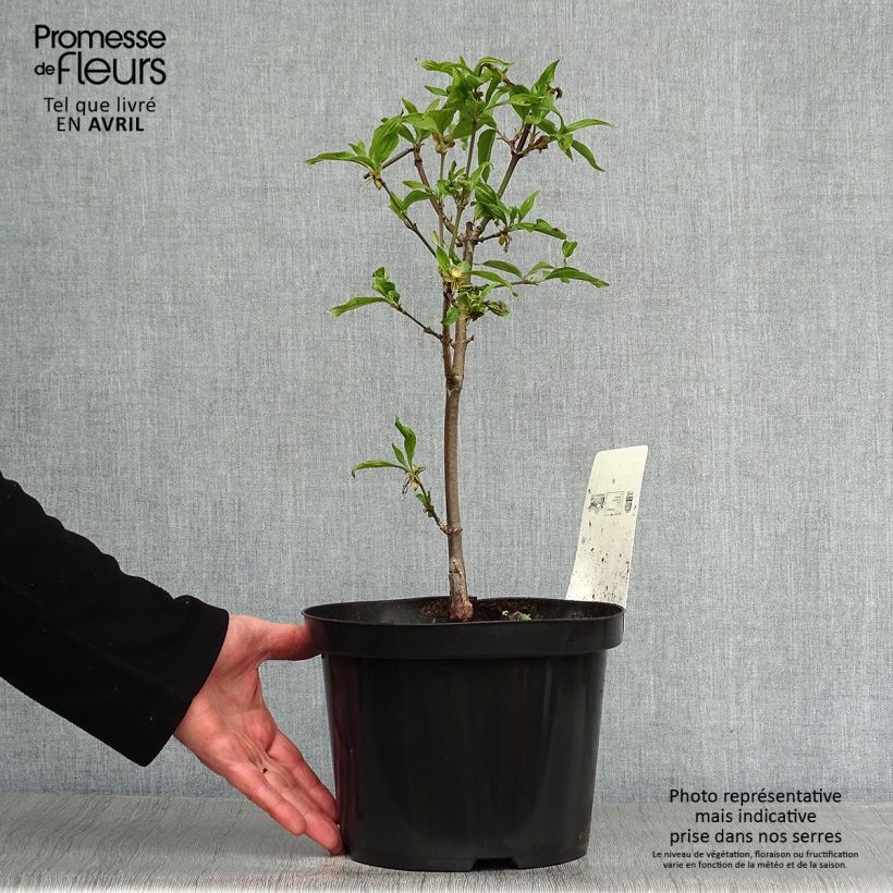 Amostra de Cerejeira-cornalina Jolico - Cornus mas Vaso de 3 L/4 L tal como entregue na primavera