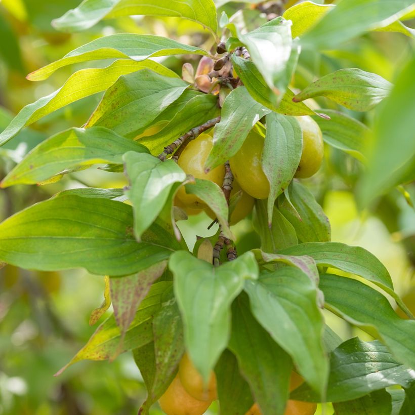 Cerejeira-cornalina Jolico - Cornus mas (Folhagem)