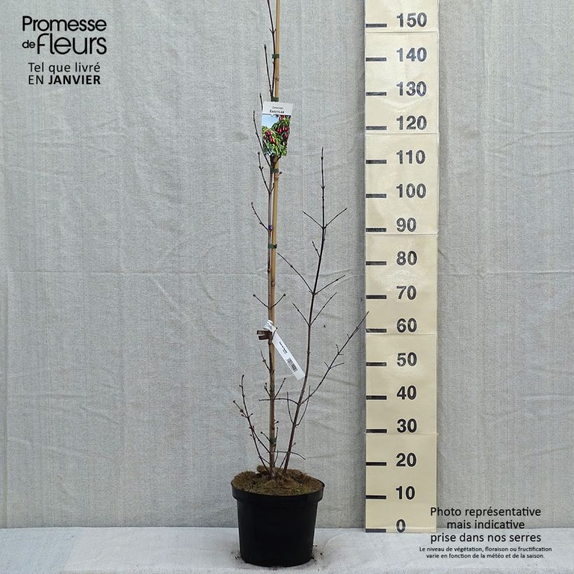 Amostra de Cornus mas Schönbrunner Gourmet Dirndl - Cornouiller mâle Vaso de 7,5 L/10 L tal como entregue no inverno