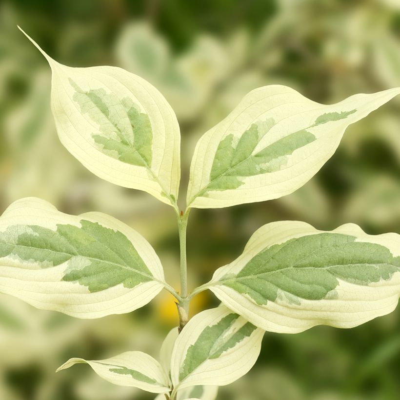 Cerejeira-cornalina Variegata - Cornus mas (Folhagem)