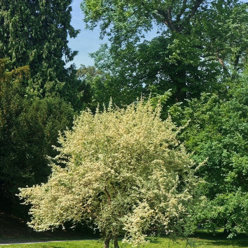 Cerejeira-cornalina Variegata - Cornus mas (Hábito)
