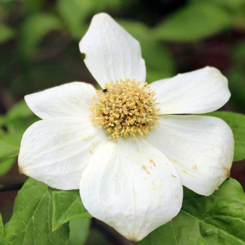 Cornus nuttallii Gold Spot (Floração)