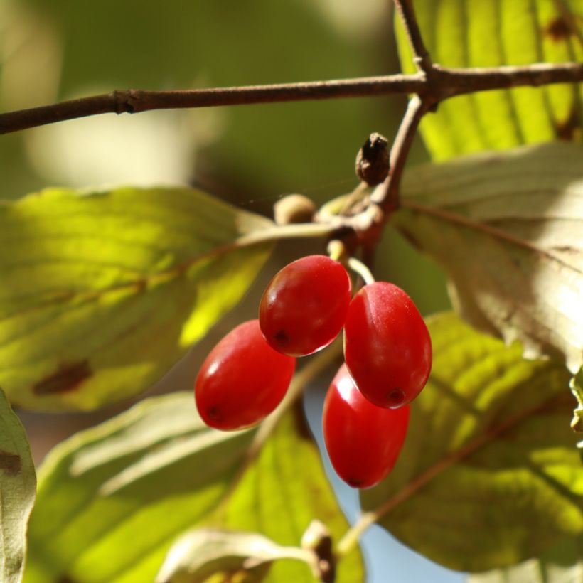 Cornus officinalis (Colheita)